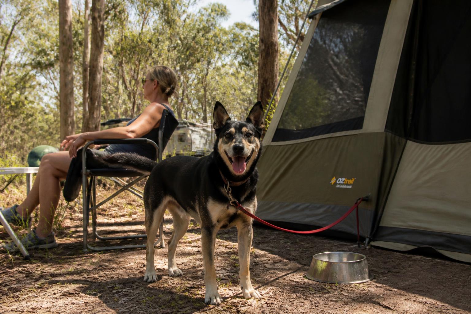 A happy dog on a lead beside the tent at a bush campsite